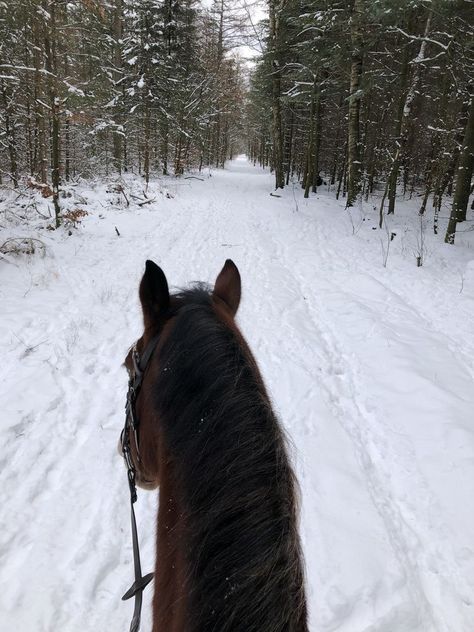 Modern Princess Aesthetic, Horses In Snow, Winter Horse, Horse Aesthetic, Equestrian Life, White Horses, Cute Horses, Horse Life, Black Horse