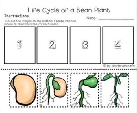 Plant Worksheet, Life Cycle Worksheet, Plant Life Cycle Worksheet, Plants Worksheets, Worksheet Kindergarten, Bean Plant, Spelling Worksheets, Plant Life Cycle, 1st Grade Worksheets