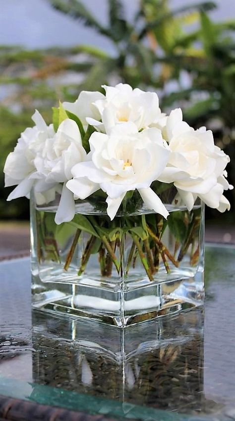 ༺♡༻ FABULOUS ༺♡༻ — wonderhome: gardenias plus.google.com Square Glass Vase, Brides Hair, Favourite Flowers, Beautiful Flower Arrangements, Deco Floral, Beautiful Blooms, Ikebana, Cut Flowers, Love Flowers