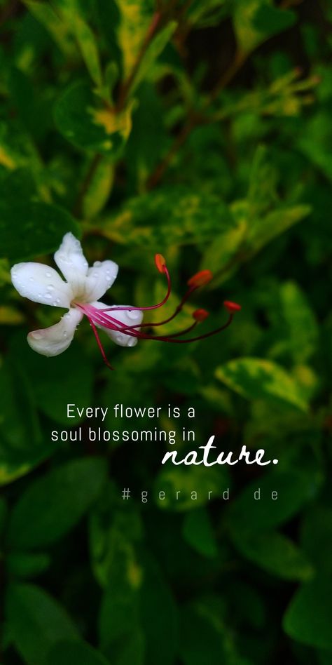 Quotes On Nature Beauty Flowers, Quotes For Flower Pictures, Flower Quotes Instagram Captions, Nature Vibes Quotes, Natural Healing Quotes, Green Nature Quotes, Flower Captions, Flower Captions For Instagram, Nature Quotes Beautiful