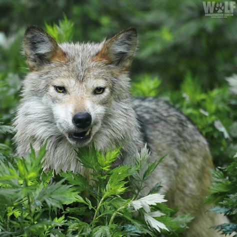 Wolf Conservation Center 🐺 (@nywolforg) on X Wolf Conservation Center, Monday Mood, Black Wolf, Wolves, Animals