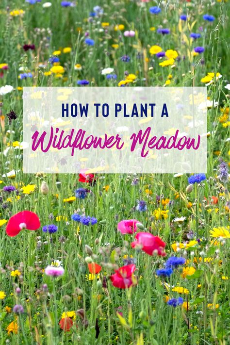 Kansas Wildflower Garden, Wildflower Mailbox Garden, Front Lawn Wild Flowers, How To Create A Wildflower Meadow, Wildflower Meadow Backyard, Wild Flower Garden Ideas Backyards, Wild Flower Meadow Garden, Growing Wild Flowers From Seeds, Wild Flower Beds Garden Ideas