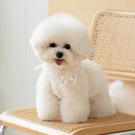 Bishon Dogs Haircut, Bishon Dogs, Dogs Haircut, Bichon Frise Puppy, Dog Haircuts, Baby List, Fluffy Animals, Bichon Frise, Small Dog Breeds