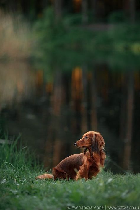 Longhaired Dachshund, Smart Dogs, Dog Nature, Miniature Dachshunds, Group 4, Dachshund Mom, Long Haired Dachshund, Miniature Dachshund, Weenie Dogs