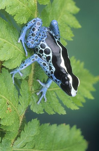 ☆ Powder Blue Poison Arrow Frog :¦: Gail Melville Shumway Photography ☆ Blue Poison Dart Frog, Poison Arrow Frog, Colorful Frogs, Poison Arrow, Poison Frog, Fishing Sign, Poison Dart Frog, Amazing Frog, Poison Dart