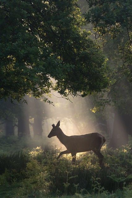 Learn about the Greek god Pan, the horned god of the wild and the god of nature, and how to work with him; deity work in witchcraft Demeter Aesthetic, Artemis Aesthetic, Hunter Of Artemis, Ancient Greek Gods, Fairy Aesthetic, Dark Cottagecore, Montage Photo, A Deer, Arte Fantasy