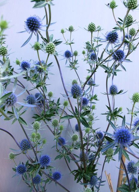 Eryngium Planum, Blue Summer Flowers, Plant Shopping, Blue Thistle, Sea Holly, Plants Are Friends, Moon Garden, Blue Garden, Blue Lagoon