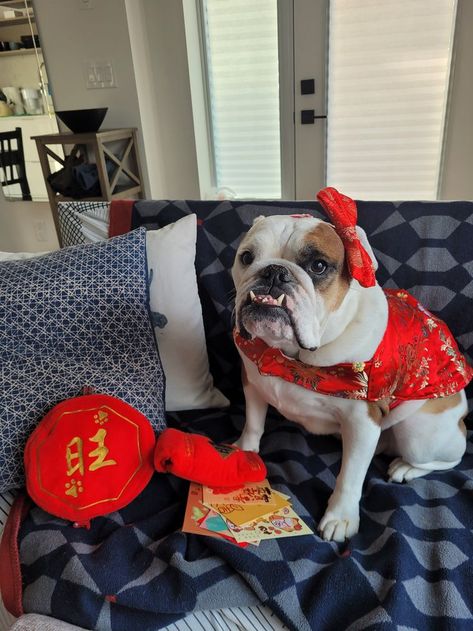 English Bulldog is wearing handmade Chinese New Year Dog Bowtie & Coat Red X, Dog Bow Tie, Cat Fashion, Dog Bows, Pet Neckwear, Dog Bowtie, English Bulldog, Chinese New Year, Pet Accessories