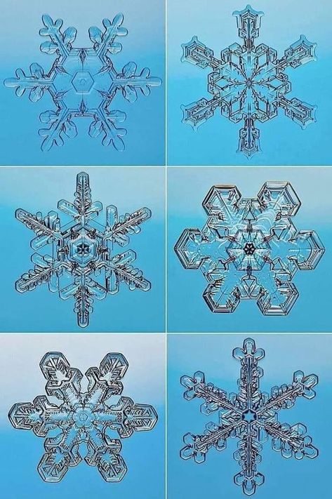 Sacred Geometry | Variety of snowflakes spotted under a microscope | Facebook Snowflake Under Microscope, Under A Microscope, Water Vapor, Molecular Structure, Ice Crystals, Things Under A Microscope, Christmas Scenes, Nature Animals, Sacred Geometry