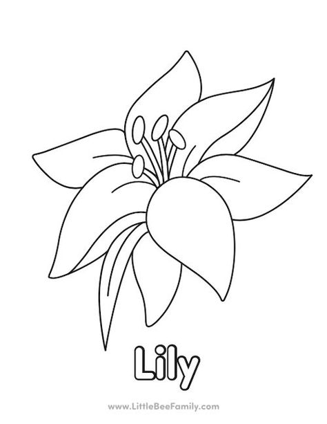 Lily Coloring Page Lily Coloring Pages, Wishlist Printable, Coloring Pages Activities, Starfish Colors, School Model, Bee Family, Sorting Games, Lily Painting, Coloring Sheets For Kids