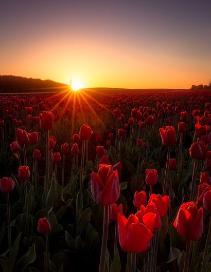 Happy Spring Day, Red Sunrise, Tulip Fields, Sunset Nature, Spring Weather, Red Tulips, Happy Spring, Tulips Flowers, Travel Decor