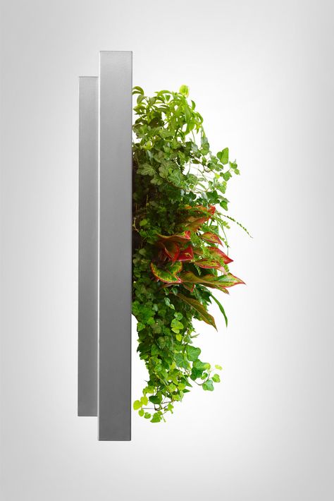 LivePicture side view Vertical Wall Garden, Vertical Garden Design, Live Picture, Spa Decor, Green Walls, Office Plants, Old Frames, Wall Garden, Easy Plants