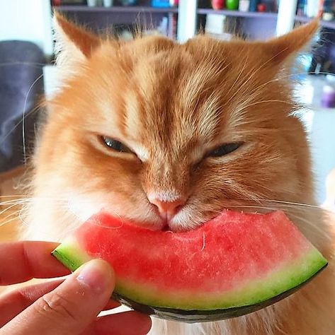 Cat With Watermelon, Cat Boarding, Cute Cats And Dogs, Silly Cats, Snack Time, Catfish, Cat Pics, Dog Art, Cats And Kittens