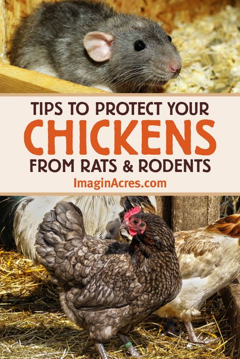 Rat control is often an issue in urban areas. Chicken coops can be a magnet for rats and other rodents. Here are some rat control tips and ways to protect your chickens from rats. Get Rid Of Rats, Urban Chicken Farming, Getting Rid Of Rats, Best Egg Laying Chickens, Portable Chicken Coop, Egg Laying Chickens, Chicken Feeders, Chicken Coop Run, Urban Chickens