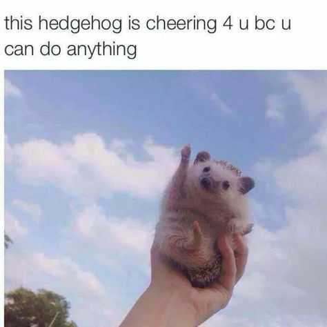 Funny Hedgehog, U Can, You Smile, Do Anything, Make You Smile, Memes, Funny