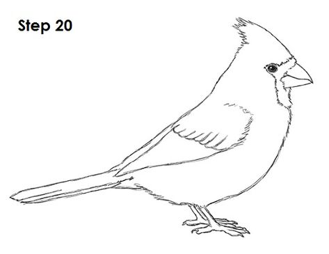 Cardinal Bird Drawing 20 Cardinal Bird Drawing, Draw A Cardinal, Cardinal Drawing, Easy Bird, Different Shades Of Red, Bird Drawing, Creation Art, Cardinal Bird, Cardinal Birds