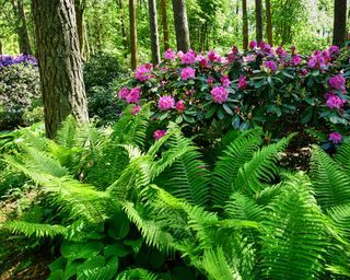 8 Best Plants For Under Trees To Transform A Shady Landscape Under The Canopy Best Plants For Under Trees, Landscaping Under Trees, Plants For Under Trees, Plants For Shady Areas, Plants Under Trees, Partial Shade Plants, Tree Bed, Cedar Tree, Shady Tree