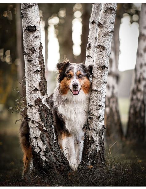 Dog Photography Creative, Dog Photoshoot Pet Photography, Dog Portrait Photography, Dog Photography Poses, Pet Portraits Photography, Journal 2023, Animal Photoshoot, Wolf Photography, Dog Poses