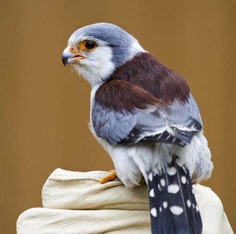 Pygmy Falcon, Bird Houses Painted, Colorful Animals, Baby Puppies, Bird Pictures, Colorful Birds, Little Birds, Birds Of Prey, Animal Planet