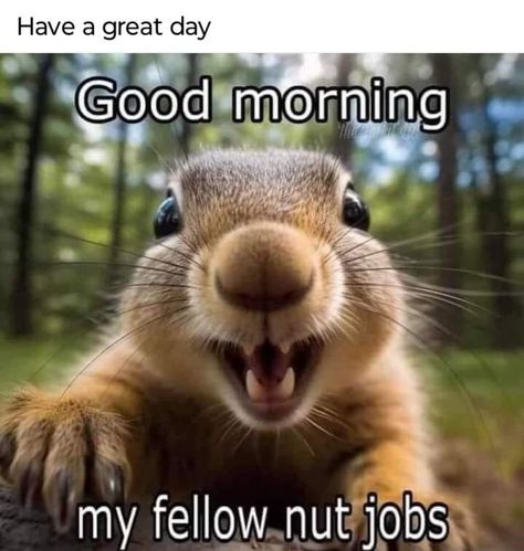 Funny Day Quotes, Good Morning Funny Pictures, Squirrel Funny, Good Morning Sunshine Quotes, Funny Good Morning Quotes, Morning Quotes Funny, Slaap Lekker, Cute Good Morning Quotes, Good Morning Funny