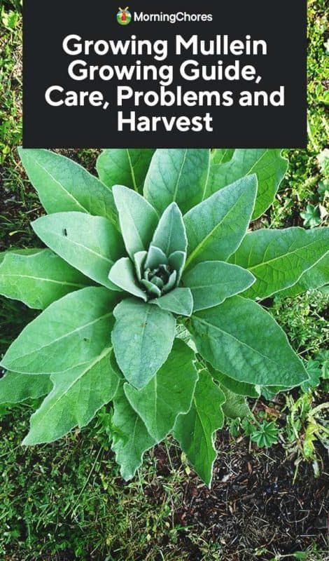 Growing Mullein: Growing Guide, Care, Problems and Harvest How To Harvest Mullein, Harvesting Mullein Leaves, Muellin Leaf, Harvesting Mullein, Mullien Plant, Growing Mullein, Mullein Plant, Wild Foraging, Wild Food Foraging