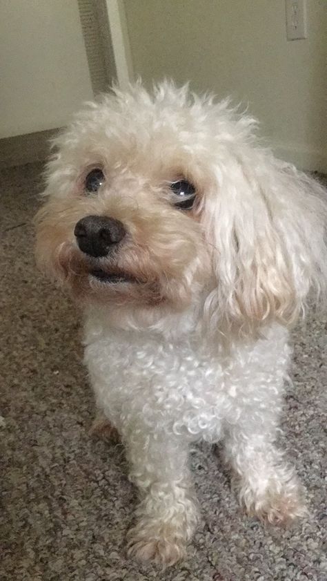 Curly Haired Rat, White Crusty Dog, Crusty White Dog Aesthetic, Crusty White Dog, Angriest Dog In The World, Rat Dog, Fancy Rat, Cavapoo Puppies, White Dogs