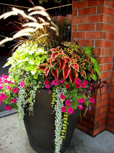 Cascading Planter, Summer Pots, Summer Planters, Diy Planters Outdoor, Front Porch Flowers, Summer Planter, Planters Ideas, Hawaii House, Tanaman Pot