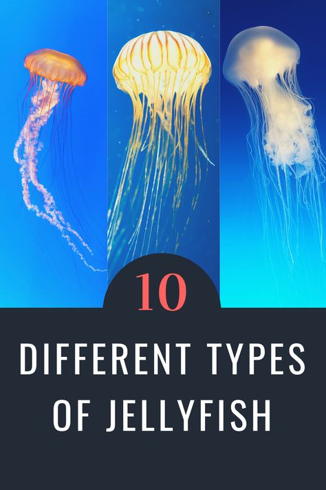 Scuba diving gives you the opportunity to discover underwater life and its creatures. Jellyfish is one of these creatures that you will find most. Check our post to find the "Different Types of Jellyfish" Different Types Of Jellyfish, Jellyfish Information, Types Of Jellyfish, Jellyfish Sting, Jellyfish Pictures, Underwater Life, Quiet Book, Scuba Diving, Marine Life