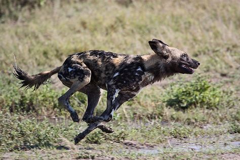 African Wild Dog | by - Just John - Dog Draw, Painted Dogs, Wild Dog, African Wild Dog, Animal Reference, Drawings Ideas, Night Vale, Hunting Dog, Wild Dogs