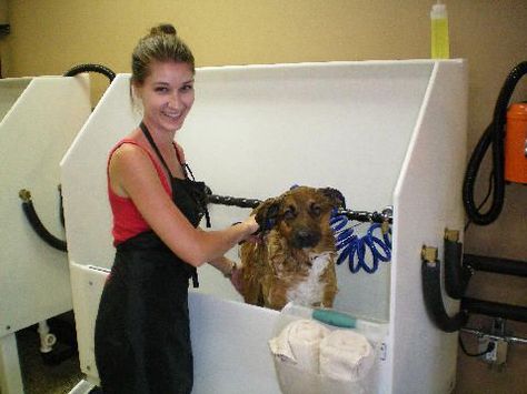 Self-serve dog wash businesses are springing up around the globe, enabling those in the pet industry to really clean up, literally and figuratively. Guard Dog Training, Starting A Daycare, Dog Kennel Cover, Dog Washing Station, Pet Resort, Dog Salon, Dog Business, Dog Grooming Business, Dog Ages