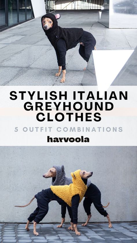 italian greyhound clothes, stylish italian greyhounds, fabulous dog clothing, dog outfit ideas, teddy bear vest for italian greyhound, cutest dog styles. Greyhound Clothes, Italian Greyhound Clothes, Diy Dog Toys, Grey Hound Dog, Fashionable Outfits, Dog Blog, Italian Greyhound, Outfit Combinations, Find You