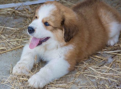 Great Bernese, Bernese Puppies, Bernese Puppy, Bernese Mountain Dog Puppy, Dog Puppies, Getting A Puppy, Great Pyrenees, Mountain Dog, Bernese Mountain