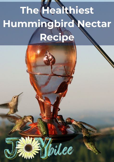 Keep the hummingbirds coming back year after year with this healthy hummingbird nectar recipe. Recipe For Hummingbird Nectar, Homemade Hummingbird Nectar, Homemade Hummingbird Food, Hummingbird Habitat, Hummingbird Nectar Recipe, Cranberry Cookies Recipes, Summer Birds, Butterfly Garden Plants, Fuchsia Plant