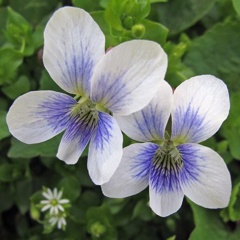 White Violets, Lawn Weeds, Wild Violets, Wildflower Tattoo, Violet Plant, Macro Flower, Pansies Flowers, Blue Garden, Airbrush Art