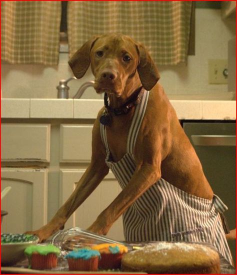 I'm going to put Teaka to work next time I bake dog biscuits Most Beautiful Dog Breeds, Birthday Gifs, Vizsla Dog, Beautiful Dog Breeds, Hungarian Vizsla, Vizsla Dogs, Calendar Ideas, Canine Art, Dog Biscuits