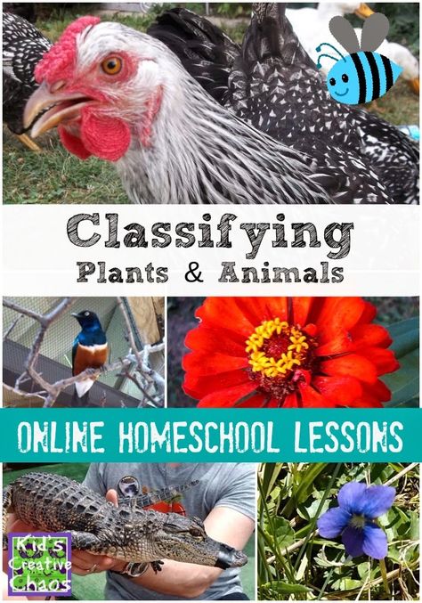 Free Online Homeschool Science Lesson: Classifying Plants and Animals Activities Classifying Plants, Homeschool Science Lessons, Kiddie Academy, Classifying Animals, Plant Lessons, Elementary Homeschool, Animals Activities, Science Kids, Animal Lessons