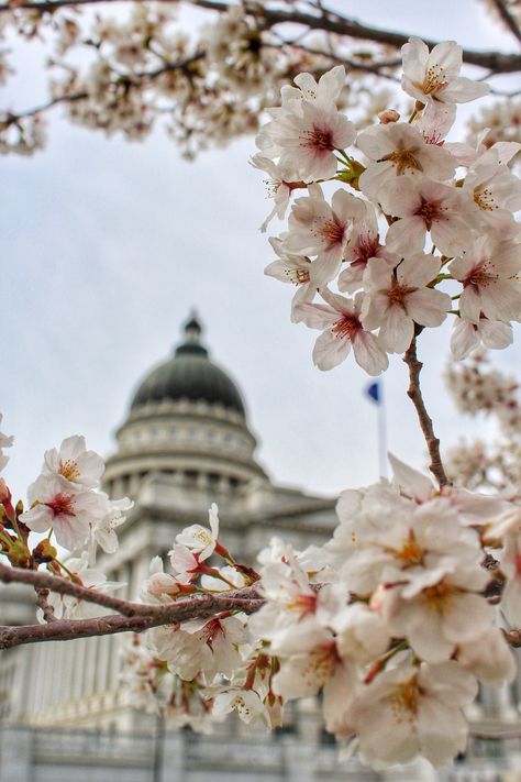 Cherry blossoms at the Utah State Capitol. Utah State Capitol, State Capital, Utah State, State Capitals, Cherry Blossoms, Picture Perfect, United States Of America, Cherry Blossom, Lamp Post