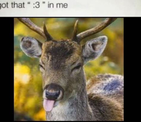 Deer Reaction Pic, Goat Man Cryptid, Silly Deer Pictures, Deer With Fangs, Funny Deer Pictures, Deer Hunting Memes, Creepy Deer, Doe Aesthetic, Deer Meme