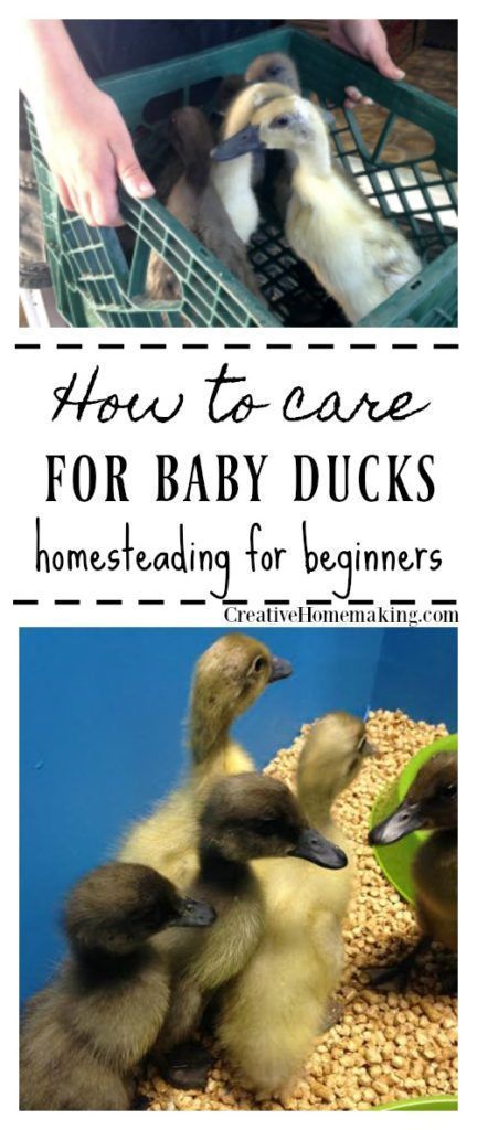 Easy Homesteading, Duck Enclosure, Homesteading For Beginners, Duck Pens, Raising Turkeys, Urban Chicken Farming, Baby Chicks Raising, Backyard Ducks, Duck Breeds