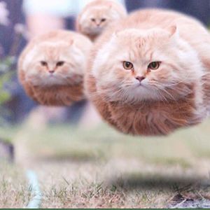 22+ Purrfectly Timed Cat Photos Taken At The Right Meowment | Bored Panda Hover Cat, Animal Captions, Best Cat Gifs, Cat Couch, Cat Brain, Super Cat, Space Cat, Fat Cats, Funny Cat Videos