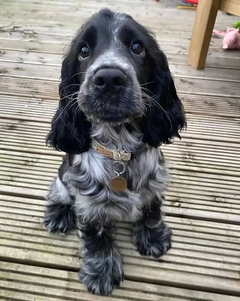 Big Puppy, Cute Dogs Images, Psy I Szczenięta, Springer Spaniels, Blue Roan, Cocker Spaniel Puppies, Puppy Dog Eyes, Very Cute Dogs, Cocker Spaniel Dog