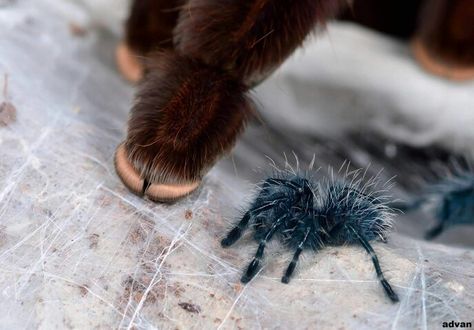 Avicularia versicolor Avicularia Versicolor, Itsy Bitsy Spider, Cool Bugs, Arachnids, Spiders, Scorpion, Bugs, Metallica, Insects