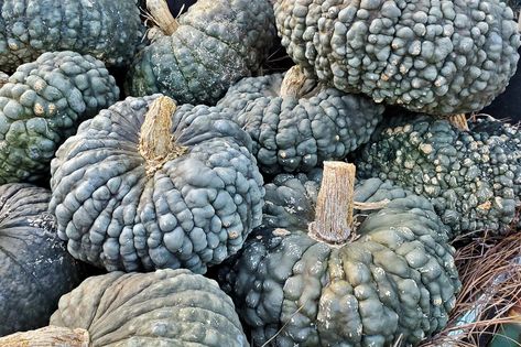 Growing Pumpkin, Blue Hubbard Squash, Jarrahdale Pumpkin, Types Of Pumpkins, Chilli Seeds, Pumpkin Varieties, Grey Pumpkin, Planting Pumpkins, Large Pumpkins