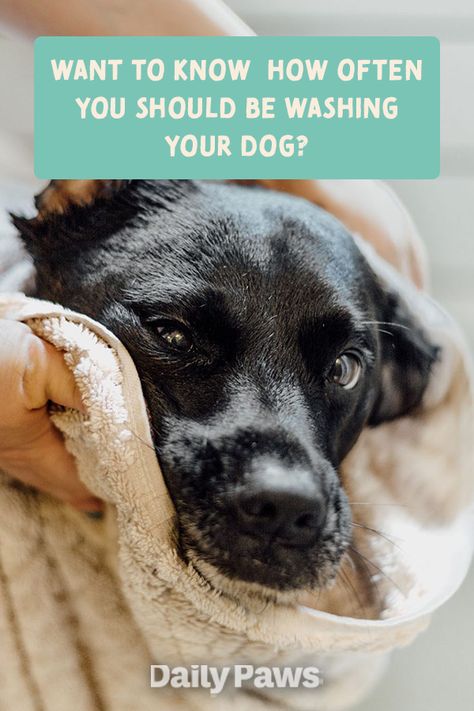 You know your dog needs frequent baths, but how often is “frequent” exactly? Here's how to craft a bathing schedule fit for your pup. #petcare #pets #pethealth #healthypets #petnutrition #petdiet #kittenhealth #puppyhealth #cleanpet #grooming #doggrooming Dog Tub, Dog Grooming Tips, Dead Hair, Dog Needs, Healthy Cat, Dog Shedding, A Husky, How To Craft, Animal Nutrition