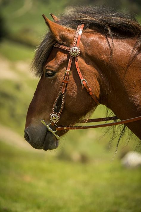 Kaimanawa horse, Tukotahi. Watson Equine Photography Kaimanawa Horses, Mucking Stalls, Wilson Sisters, Barn Boots, Mane N Tail, Equine Photography, Donkeys, Horse Breeds, Nebraska