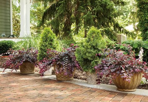 Remember seeing that funky Jazz Hands Variegated loropetalum in our posts last week? Look how sweet it is in containers! Here it's paired with 'Filips Magic Moment' arborvitaes to create a border along a brick drive. Could this idea work in your garden, even as a temporary border before planting in the landscape? #provenwinners #pwcolorchoice #southerngarden #shrubs #containergardening #gardeningideas #gardendesign #evergreens Fringe Flower Shrub, Chinese Fringe Flower, Funky Jazz, Fringe Flower, Front Yard Plants, Jazz Hands, Thuja Occidentalis, Florida Landscaping, Hedging Plants