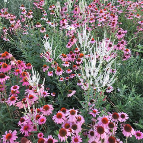 Native Gardens Midwest, Midwest Perennial Garden Design, Mn Native Landscaping, Midwest Native Garden, Midwest Native Landscaping, Midwest Garden, Native Plant Landscape, Easy Perennials, Garden Goals