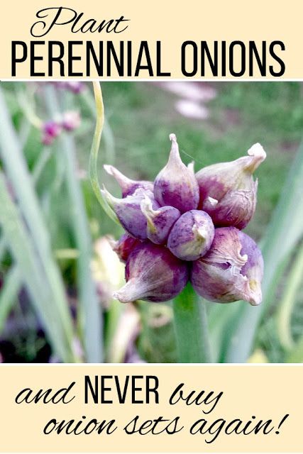 Plant perennial Egyptian walking onions and never buy onion sets again. Walking Onions, Gardening At Home, Planting Onions, Perennial Vegetables, Homestead Gardens, Backyard Vegetable Gardens, Organic Vegetable Garden, Home Vegetable Garden, Wildflower Garden