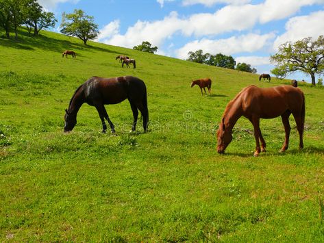 Grazing horses. A green meadow with horses grazing. Some trees, blue sky and whi #Sponsored , #Ad, #advertisement, #green, #Grazing, #sky, #meadow Field Poses, Grazing Horse, Horses Grazing, Painting References, Green Meadow, Sky Images, Front Entrance, Random Art, White Clouds