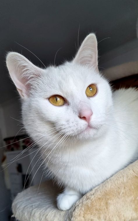 White Cat With Yellow Eyes, Silly Kitties, Amber Eyes, Eyes Wallpaper, Cat Photos, Golden Eyes, Yellow Car, Yellow Cat, White Cats